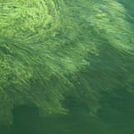 Zwemmen afgeraden in de Kardingeplas