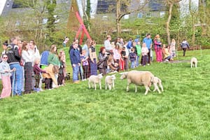 Lammetjesdag in Ruischerbrug