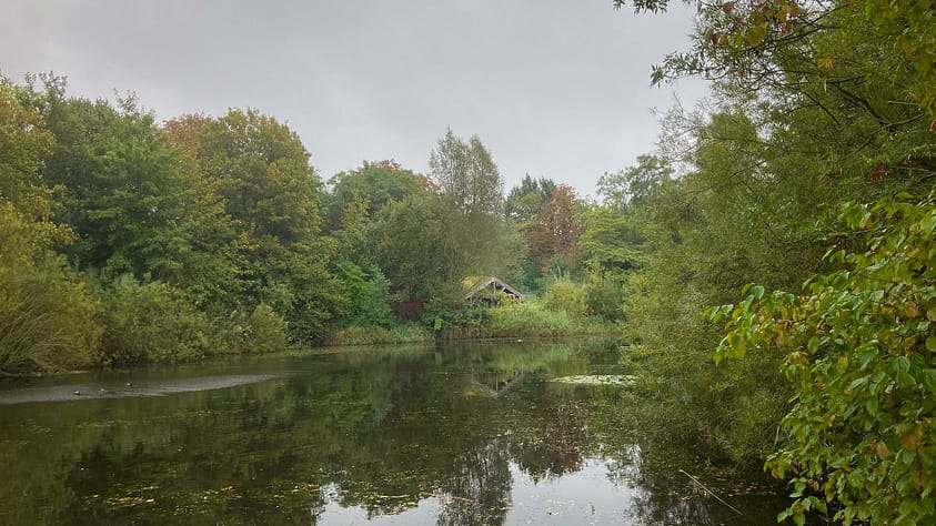 Gemeente gaat bomen kappen in het LeRoy-gebied